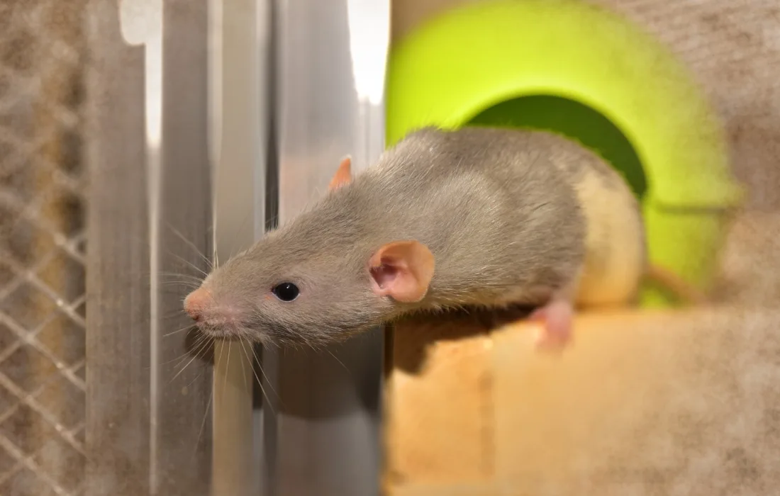 rat