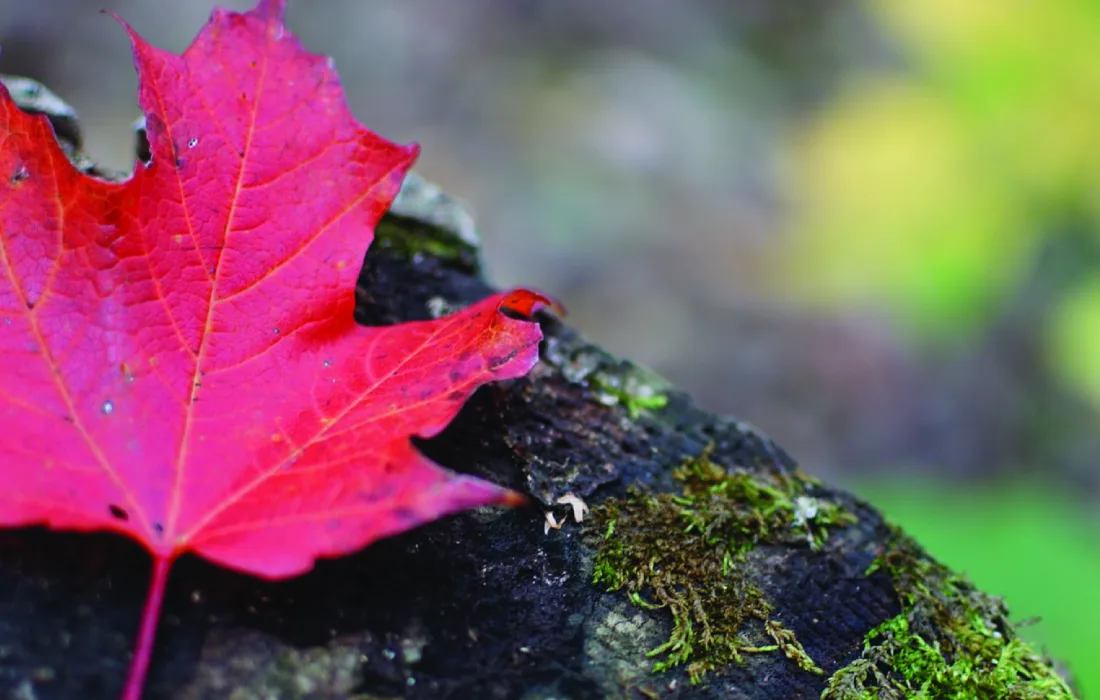 Maple leaf on rock