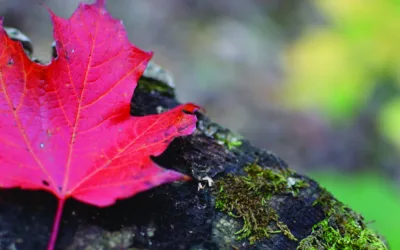 Maple leaf on rock