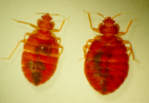 Up close image of two bed bugs.