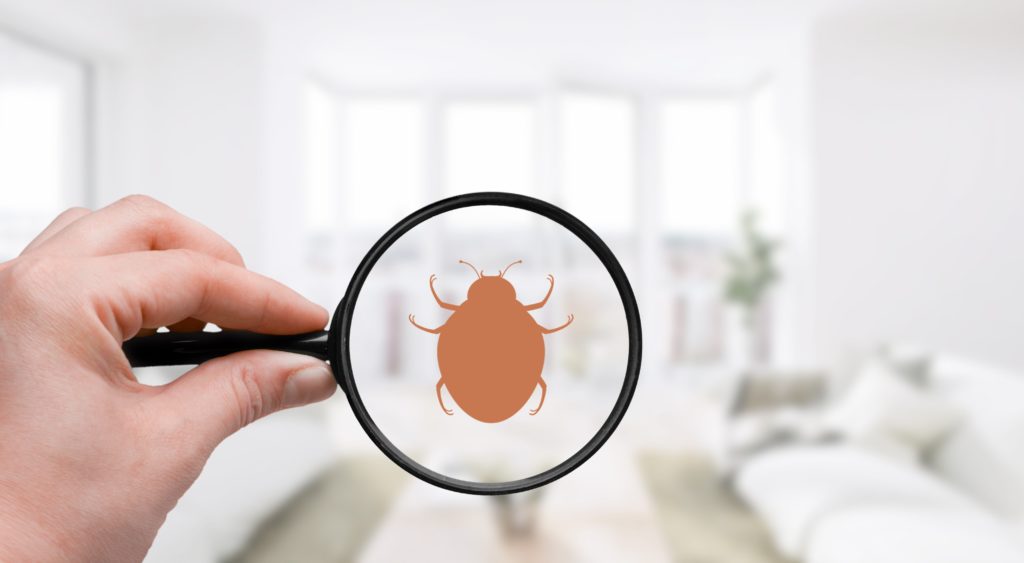 A hand holds a magnifying glass over an apartment. A bed bug is visible in the magnifying glass.