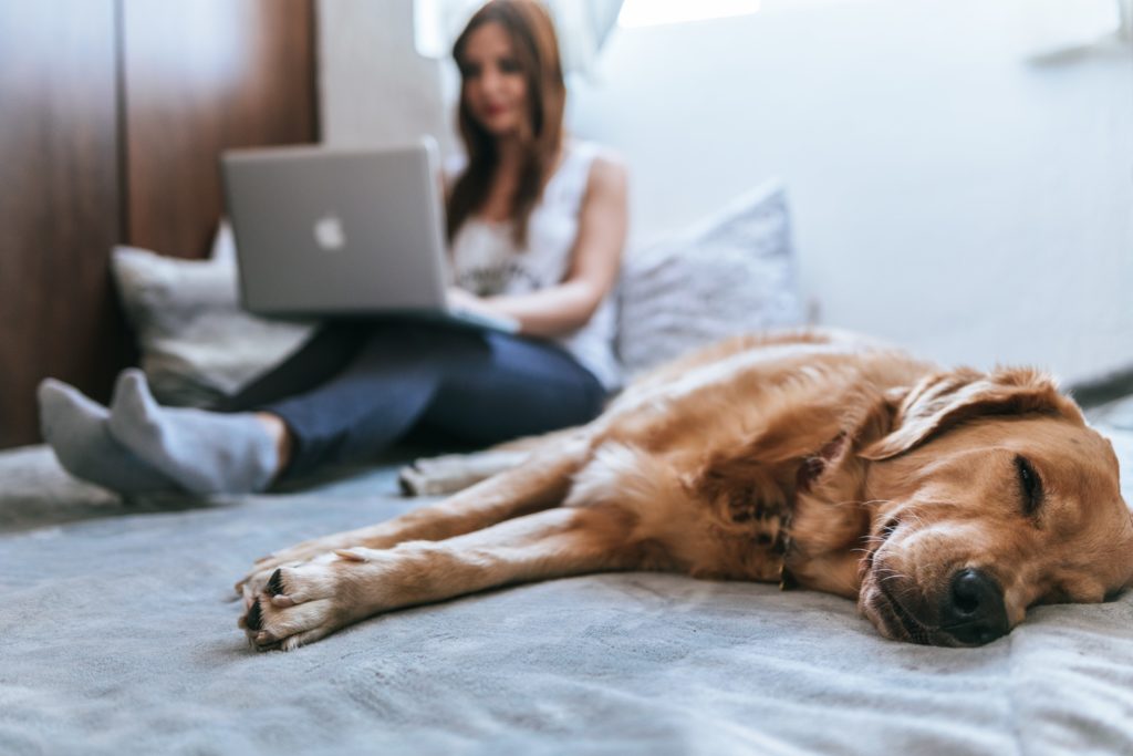 A woman works on a laptop from a bed while a dog sleeps in the foreground.