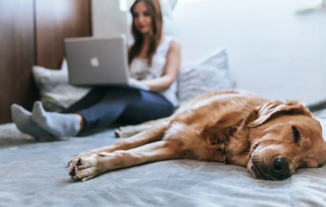 A woman works on a laptop on a bed. A dog sleeps in the foreground.