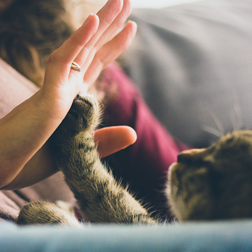 A woman's hand touching a cat's paw.