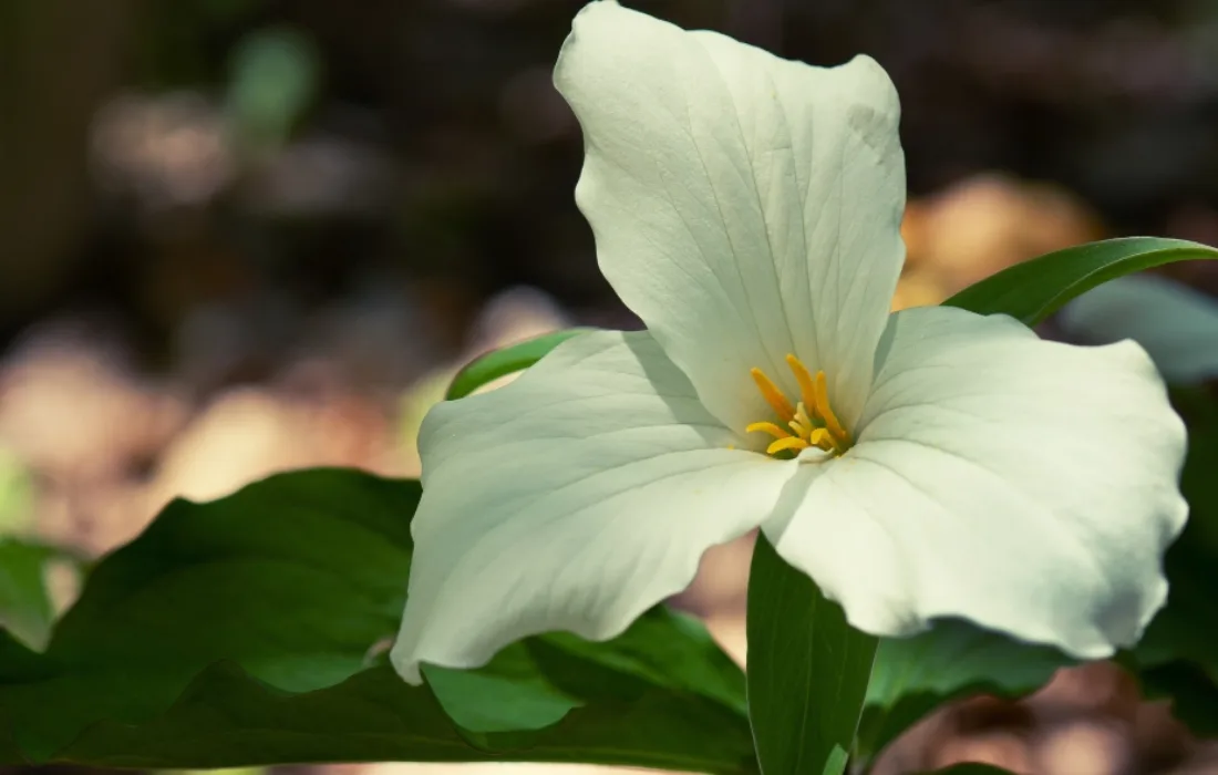 Trillium flower